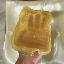Large Dried Fish Maw & Natural Clam Shell Collectible Specimen Display Frame picture