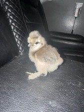 6 Silkie hatching eggs picture