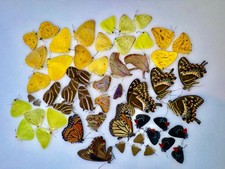 54 BEAUTIFUL BUTTERFLY SPECIMENS ASSORTED / UNMOUNTED - Reduced Price -  Florida picture