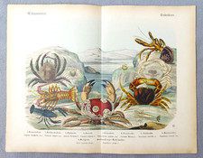 Antique Crab Lobster Color Lithograph Sea Life Wall Art Print 43x33cm c1890 picture