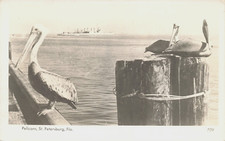 PELICANS AT PIER WITH SHIP REAL PHOTO POSTCARD ST PETERSBURG FLORIDA 1930s RPPC picture