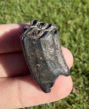 Diver Recovered Fossil Horse Tooth Ice Age Fossil 1.51” picture