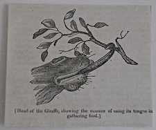 small 1832 magazine engraving ~ HEAD OF GIRAFFE using tongue to gather food picture