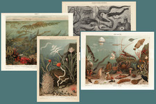 4 Antique Lithographs Aquarium, Deep Sea Life, Annelids, Algae 1899 picture