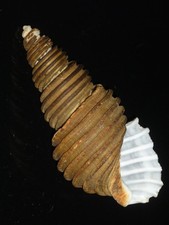 436 Ancistrolepis grammatus w/p w/o 115.8mm  IMPORTANT NATURAL SEASHELL RARE picture