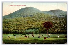 Castleton VT Vermont Mount Birdseye Posted 1909 Divided Back Postcard picture