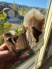 Phantom Selenite from La Platosa mine in Bermejillo Durango Mex 712 Grams picture