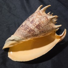 Imperial Volute Conch Voluta Imperialis Seashell Excellent Condition Large 8