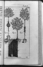 London England 1727 Stephen Hales Vegetable Staticks Tree Experiment Engraving picture