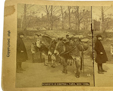Vtg Real Photo Stereoview Donkeys Central Park New York 1896 NYC Scene picture