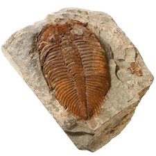 Trilobite Fossil Real Fossils Come from Western Hunan of China for Collections a picture
