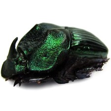 Phanaeus demon MINOR male scarab beetle green form Guatemala PINNED picture