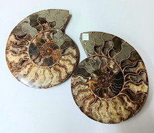 Polished Split Ammonite Fossils Cut Pair (2 Pieces) Brown/Gray Spiral picture