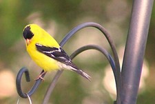 Sale “GOLDFINCH PERCH” ORIGINAL SIGNED COLOR PHOTOGRAPH-Brand New picture