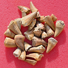 Twenty Five A++ Mosasaur teeth, from Morocco #1 picture