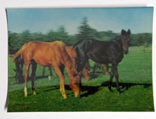 Thoroughbred Horses Grazing Lenticular Postcard 3D Toppan Printing Card picture