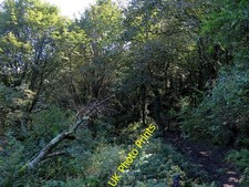 Photo 6x4 Woodland in Penberth Valley Penberth/SW4022  c2016 picture