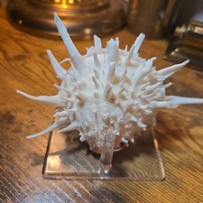 Specimen Spondylus Americanus 5' Inch widest point picture