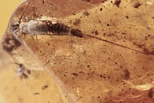 Huge BRISTLETAIL Machilidae & More Fossil Inclusion BALTIC AMBER + HQ Pic 240404 picture