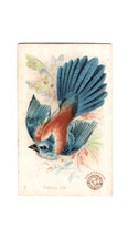 1898 (J2) #2 Florida Jay, Arm & Hammer New Series Beautiful Birds, Large Size picture