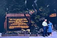 Orig 1966 Slide Ripley’s Believe It or Not Tree House Piercy California H116 picture