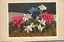 Flora Alpina, Alpine Flowers, Alpenblumen Gentiana Acaulis, Vintage Postcard picture