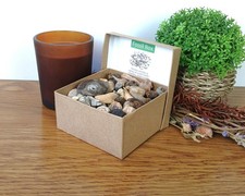 Authentic Fossil Box: 80+ Trilobite Ammonite Shark Teeth Mosasaur Tooth + More picture