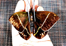 castnia amauta procera ,top rarity, huge, picture