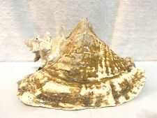 Large Queen Conch Shell Pink Horned Seashell 9” X 5” Strombus Ocean Sea 4 Pounds picture