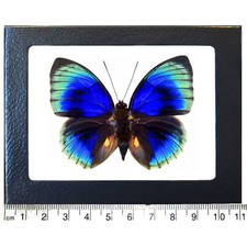 Agrias lachaumei RECTO blue green butterfly Peru FRAMED picture