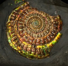 Large rainbow iridescent Caloceras ammonite fossil display piece 93mm ammolite picture