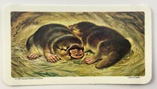 Duck-Billed Platypus No 1 Animals and Their Young Red Rose Tea Card II032 picture