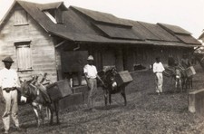 Cocoa Pickers Trinidad And Tobago 1931 OLD PHOTO picture