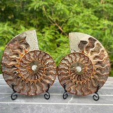 2pcs Natural ammonite fossil conch Crystal specimen healing+stand decor +Stand picture
