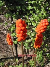 PHOTO  JACK IN THE PULPIT  (Arum italicum) VERY POISONOUS BERRIES IF EATEN picture