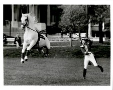 LD332 1993 Original Photo BAROQUE WHITE LIPIZZAN HORSE LEAPING European Breed picture