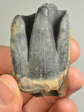 Woolly Rhino Tooth,  Siberia, Russia picture