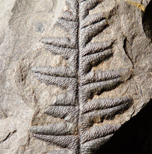 Rare detailed Carboniferous plant fossil seed fern Lonchopteris eschweileriana picture
