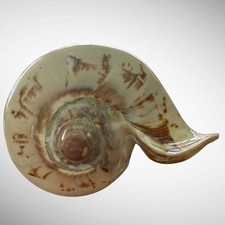 Polished Noble Volute Seashell picture