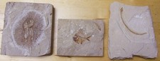 LEBANON FOSSIL FISH LOT 3 - Cyclobatis Ray -  Aipichthys  Angel -Anguillavus Eel picture