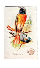 1898 J2 #17 Black Redstart, New Series Beautiful Birds, Arm & Hammer picture