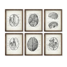 Vintage Human Brain Anatomy Wall Art Print Set of 6, 8x10 Inch Unframed picture