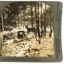 Deer Running From Hunter Stereoview c1906 Winter Snow Whitetail Hunting A1969 picture