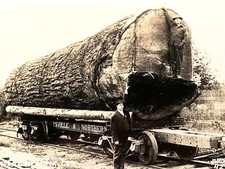 1910 RPPC: Logging DOUGLAS FIR LOG antique real photo postcard WASHINGTON TRAIN picture