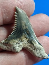 Beautiful Venice Golden Beach Hemipristis Fossil Sharks Tooth 1.72 picture