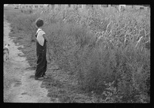 Photo:Farm Boy in Overalls Cornfield 1930s Black and White Photo picture