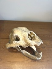 1:1 Short Faced Bear Skull picture
