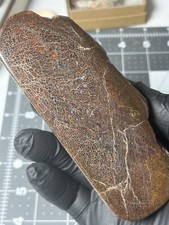 Agatized Dinosaur Gem Bone Polished Specimen Good Cell Structures Free Standing picture