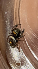 3 Baby Jumping spider  picture