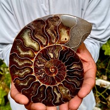 283G Rare natural polished Natural conch fossil specimens of Madagascar picture